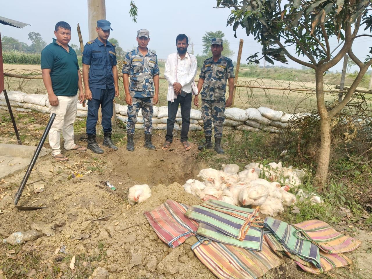 अबैध भारतीय मुर्गीके बच्चा सशस्त्र प्रहरी कएले हए नष्ट